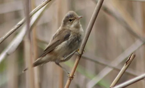 Common Reed Warbler