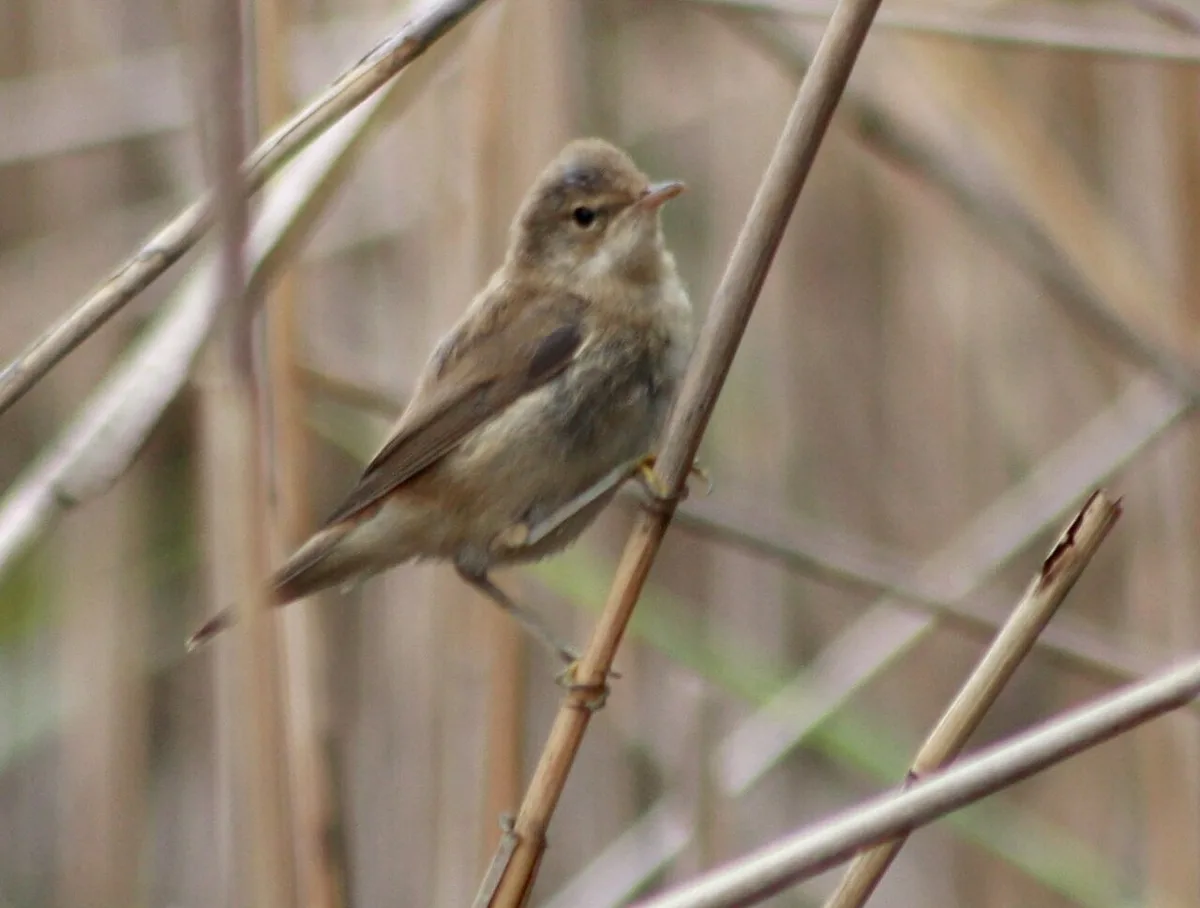 Common Reed Warbler