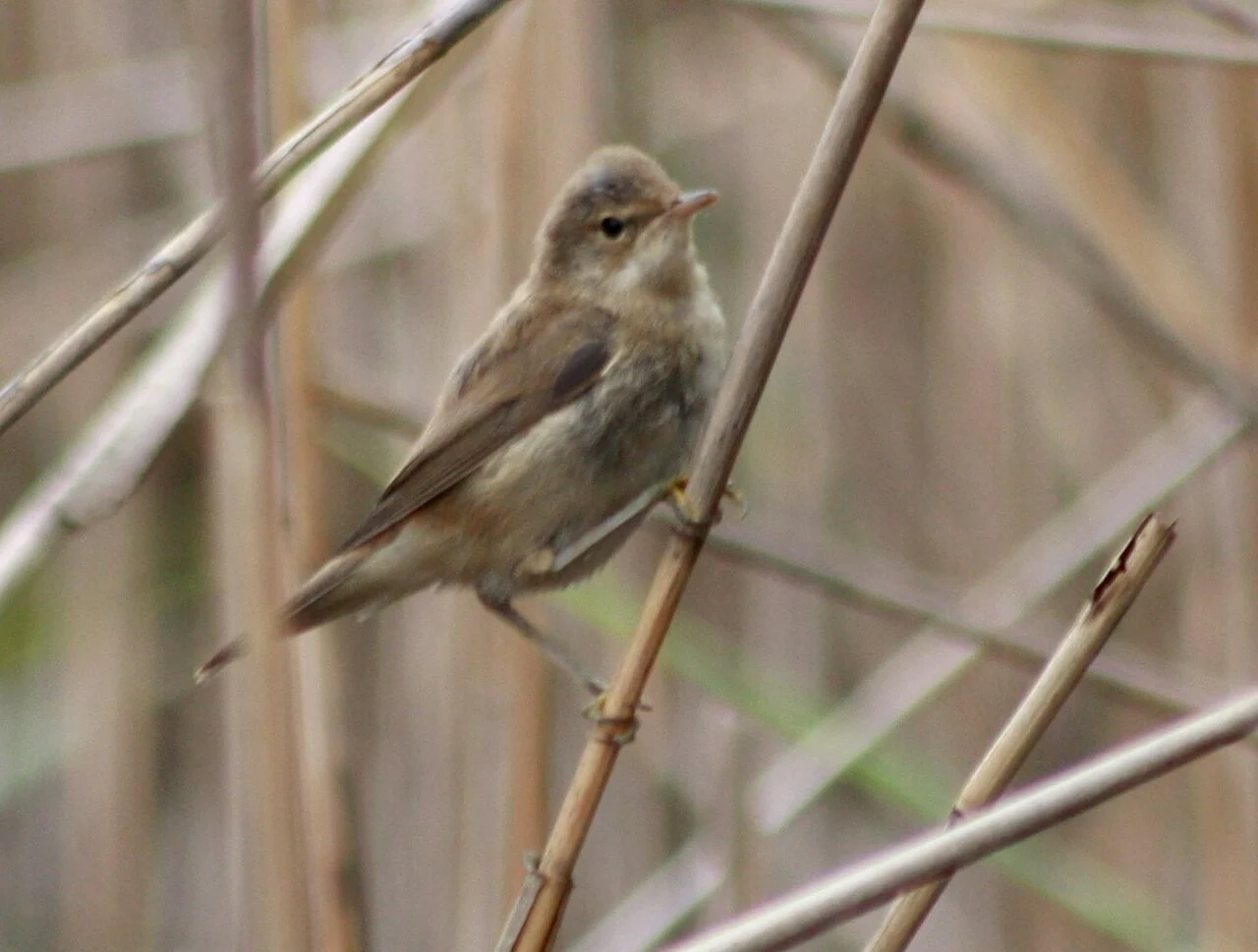 Common Reed Warbler