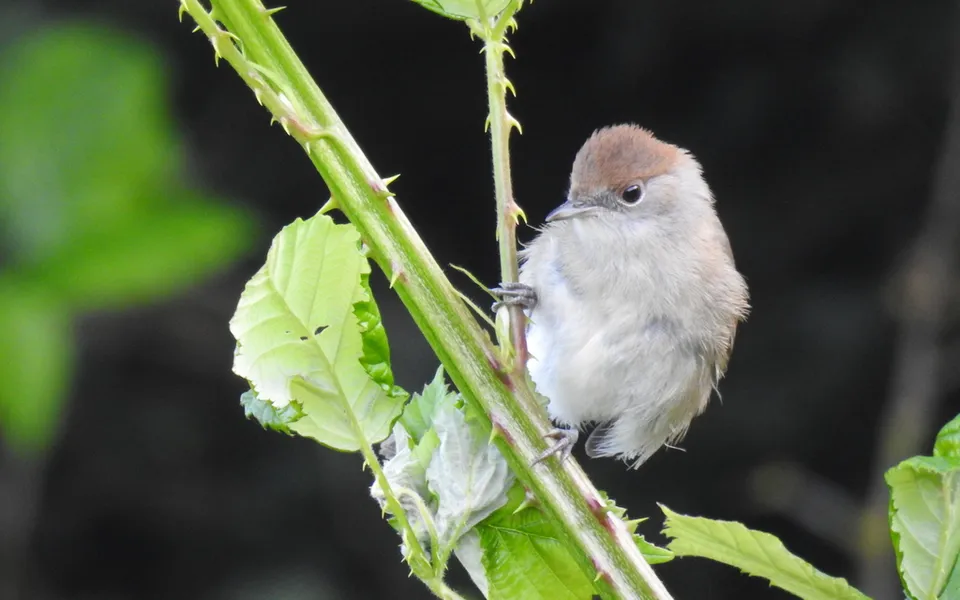 Eurasian Blackcap (Sylvia atricapilla) — photo 5 of 5