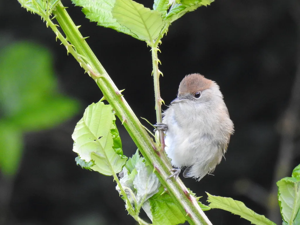 Eurasian Blackcap