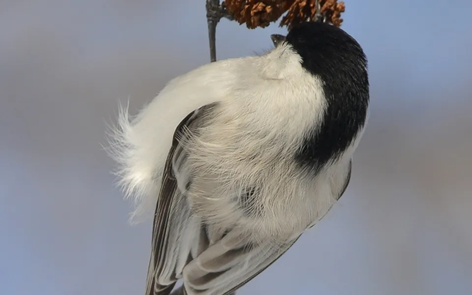Willow Tit (Poecile montanus) — photo 2 of 3
