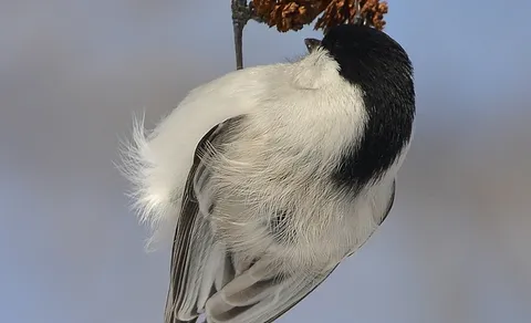 Willow Tit (Poecile montanus) — photo 2 of 3
