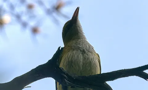 Eurasian Golden Oriole (Oriolus oriolus) — photo 3 of 3
