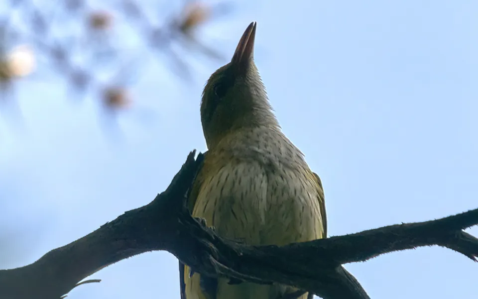 Eurasian Golden Oriole (Oriolus oriolus) — photo 3 of 3