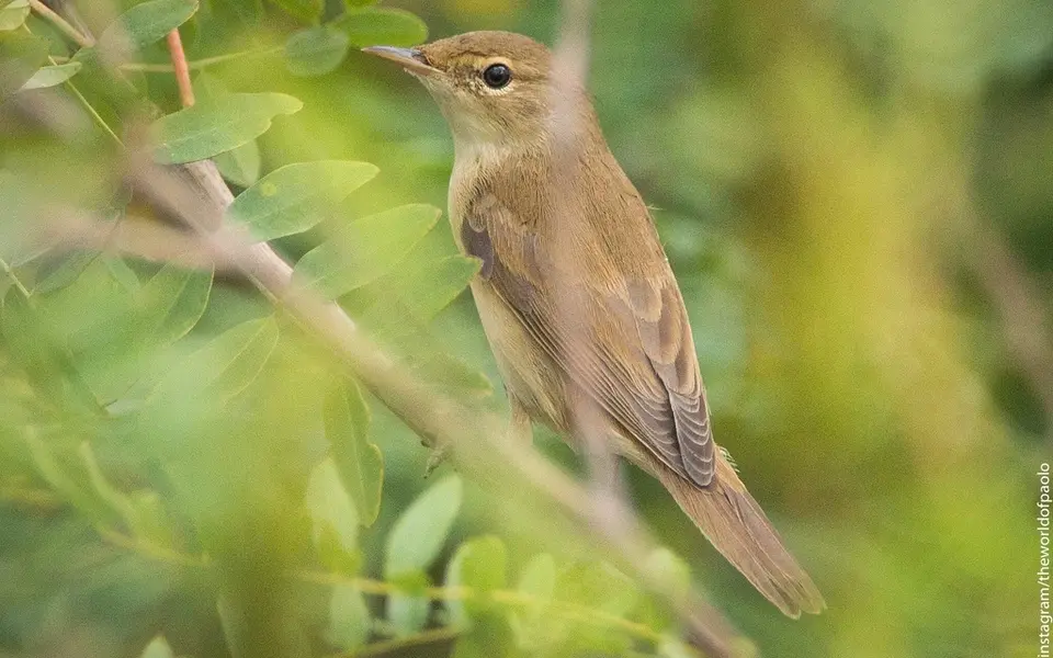 Common Reed Warbler (Acrocephalus scirpaceus) — photo 4 of 5