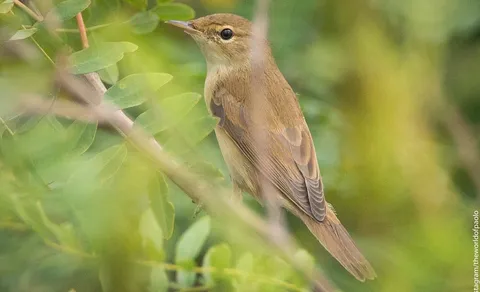 Common Reed Warbler