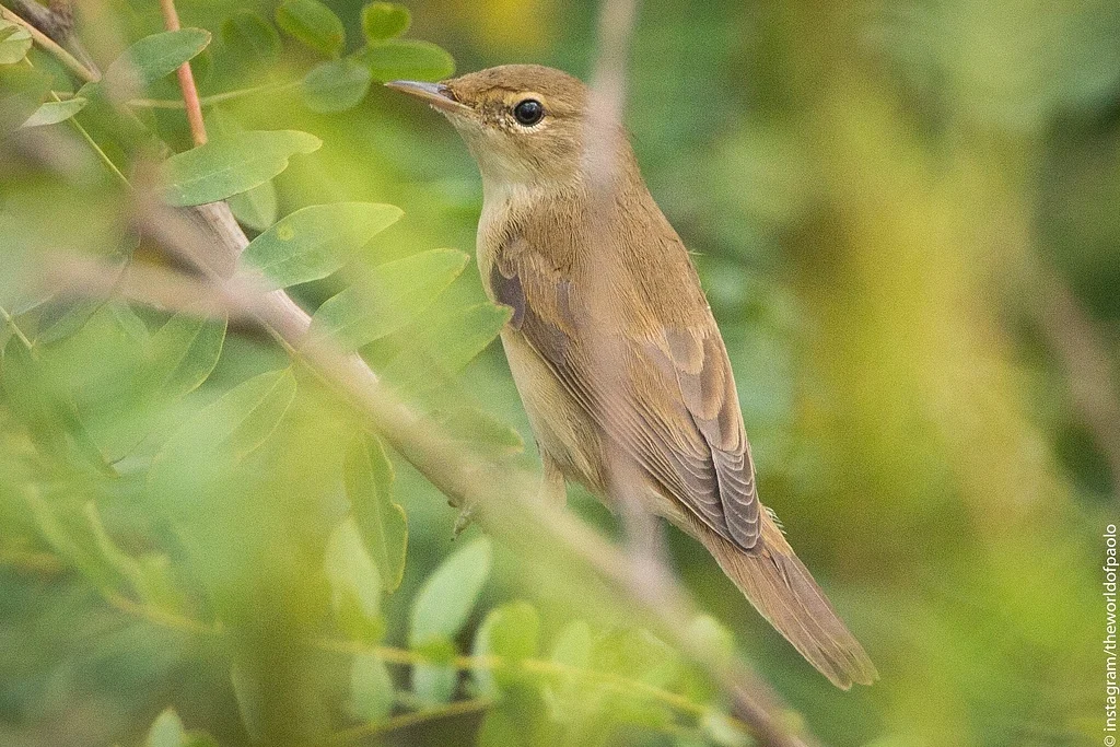 Common Reed Warbler