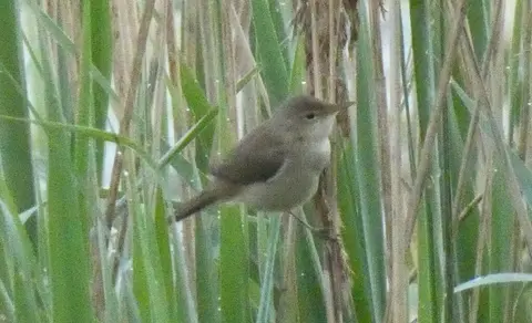 Common Reed Warbler (Acrocephalus scirpaceus) — photo 3 of 5