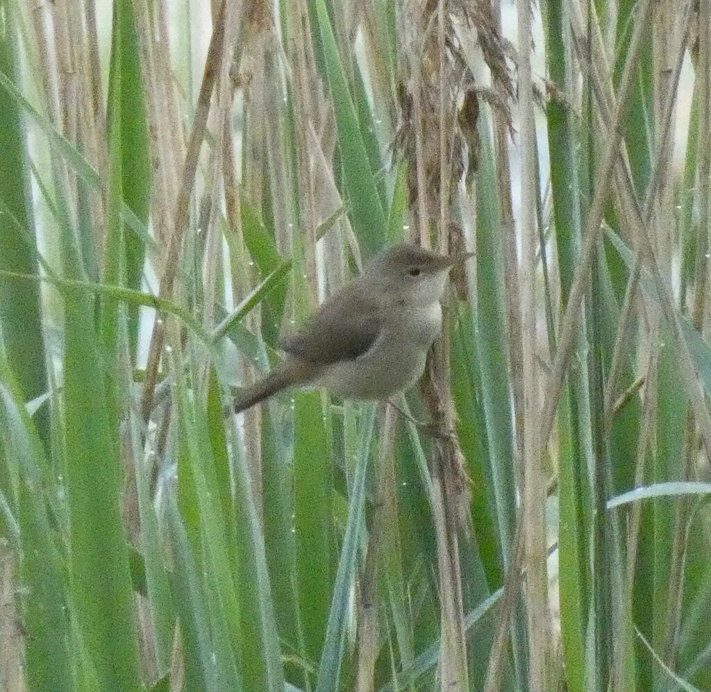 Common Reed Warbler