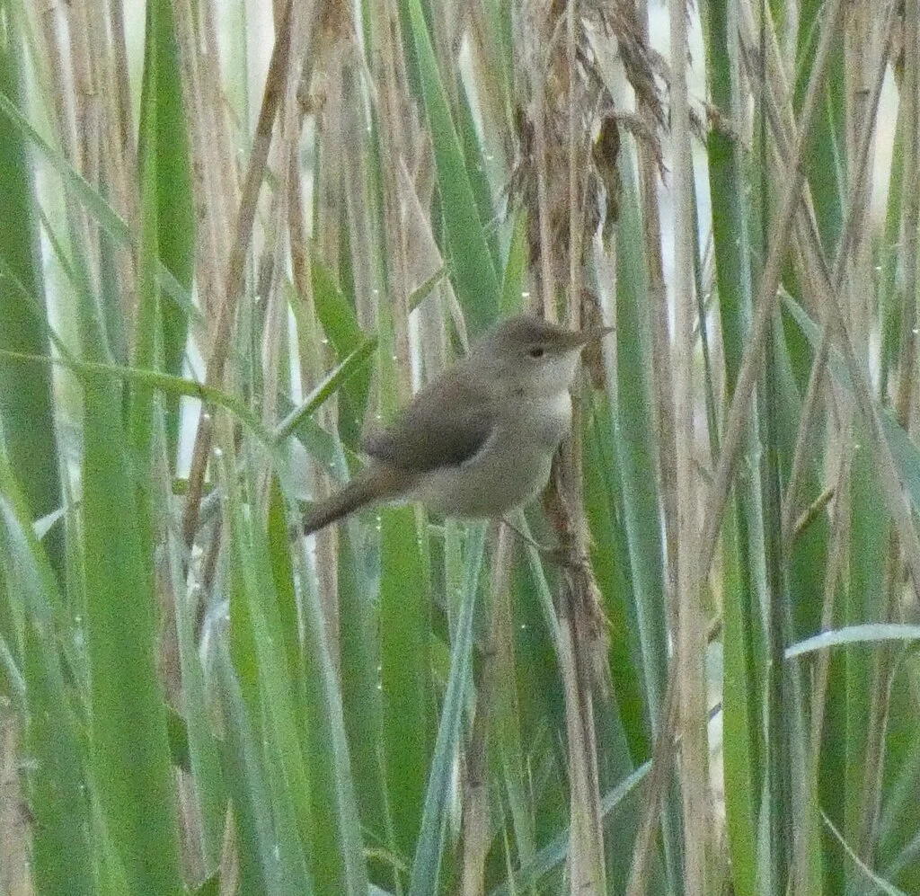 Common Reed Warbler