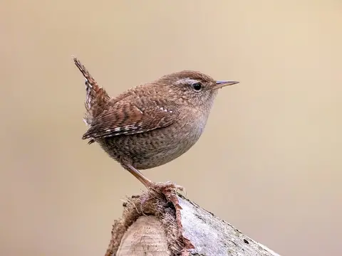Eurasian Wren