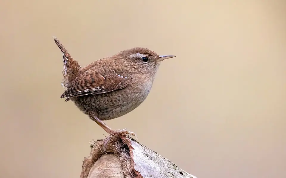 Eurasian Wren (Troglodytes troglodytes) — photo 2 of 3