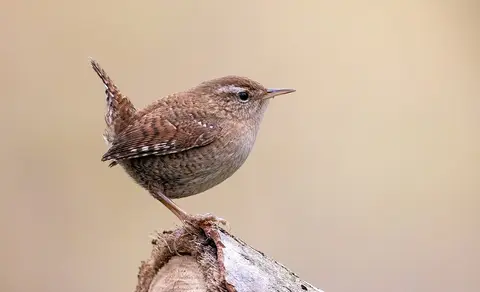 Eurasian Wren (Troglodytes troglodytes) — photo 2 of 3