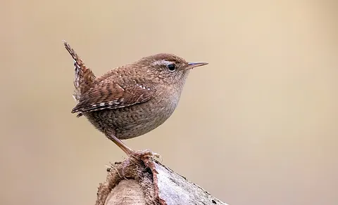 Eurasian Wren