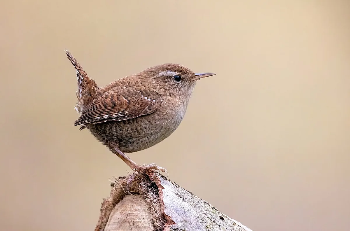 Eurasian Wren