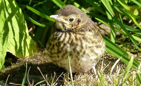 Song Thrush (Turdus philomelos) — photo 3 of 5