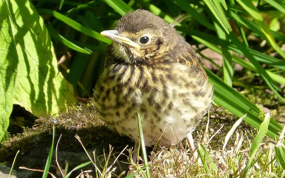 Song Thrush (Turdus philomelos) — photo 3 of 5