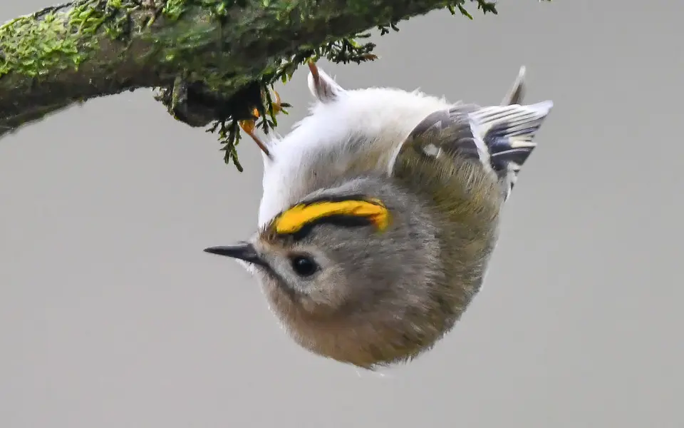 Goldcrest (Regulus regulus) — photo 2 of 4