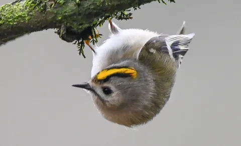 Goldcrest