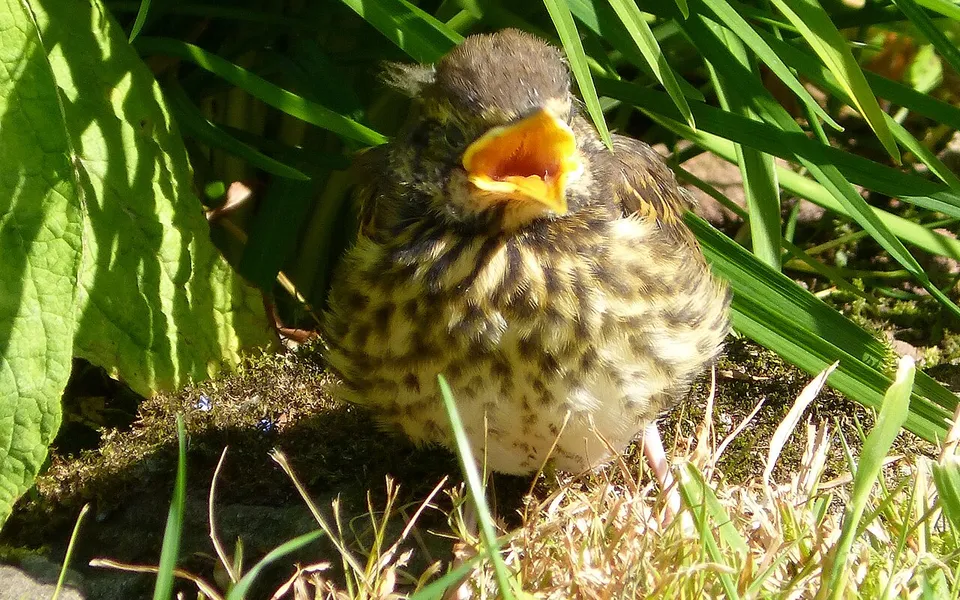Song Thrush (Turdus philomelos) — photo 5 of 5
