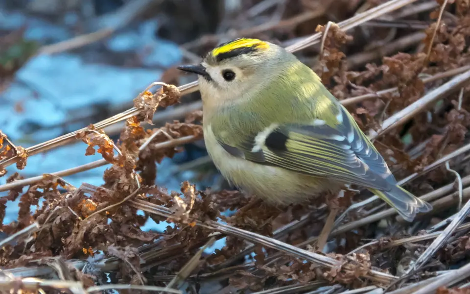 Goldcrest (Regulus regulus) — photo 4 of 4