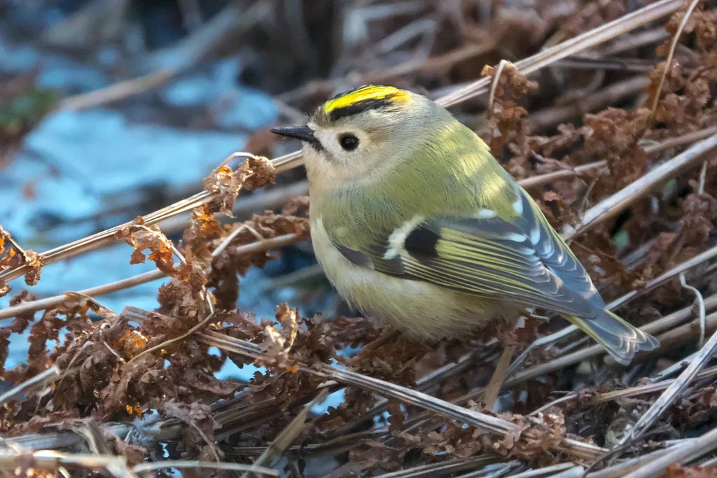 Goldcrest