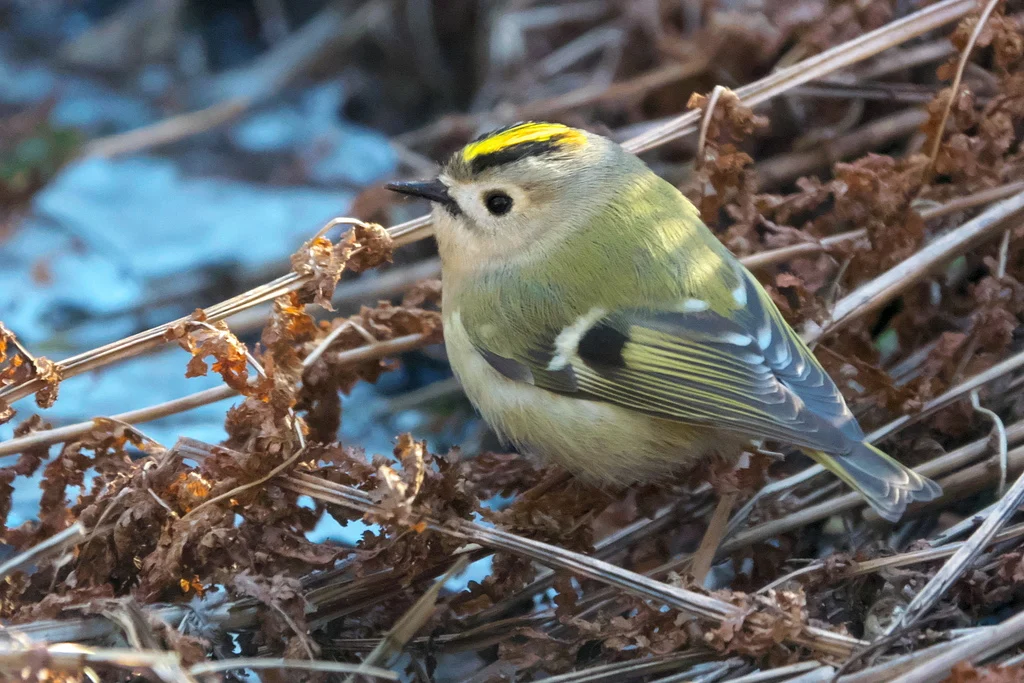 Goldcrest