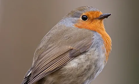 European Robin (Erithacus rubecula) — photo 3 of 5