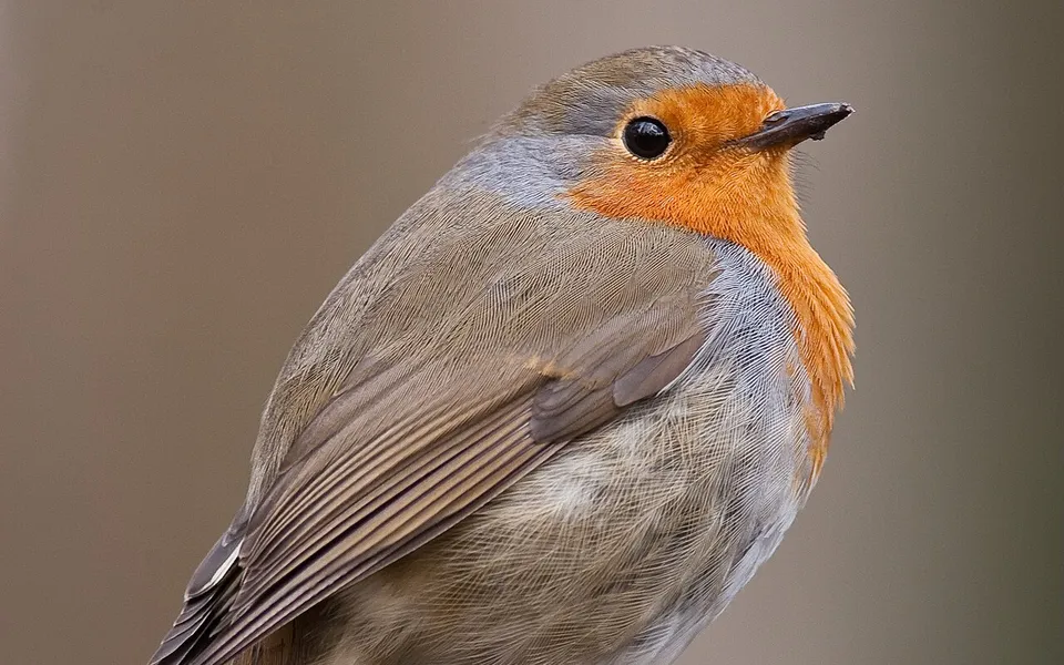European Robin (Erithacus rubecula) — photo 3 of 5