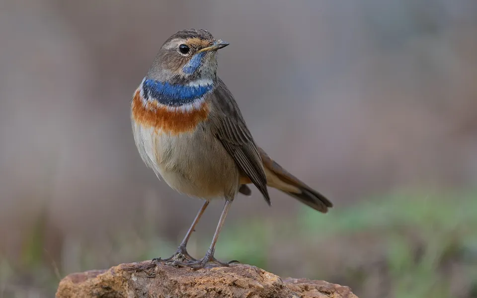 Bluethroat (Luscinia svecica) — photo 1 of 5