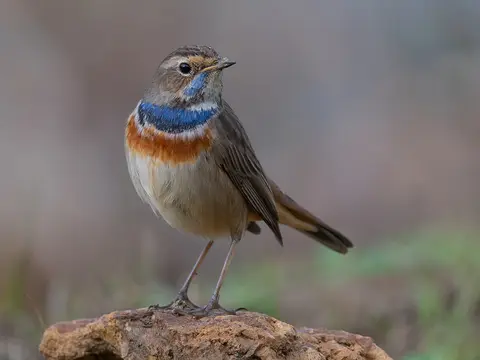Bluethroat