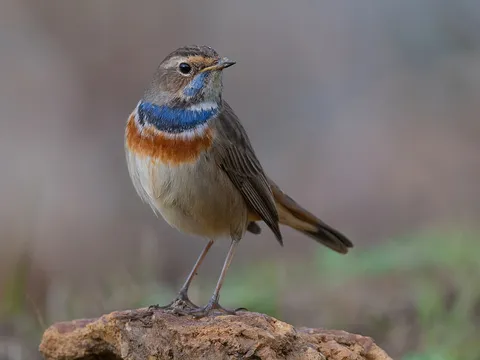 Bluethroat