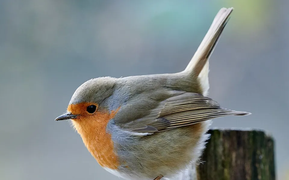 European Robin (Erithacus rubecula) — photo 4 of 5
