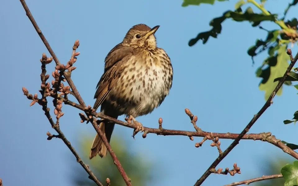 Song Thrush (Turdus philomelos) — photo 4 of 5