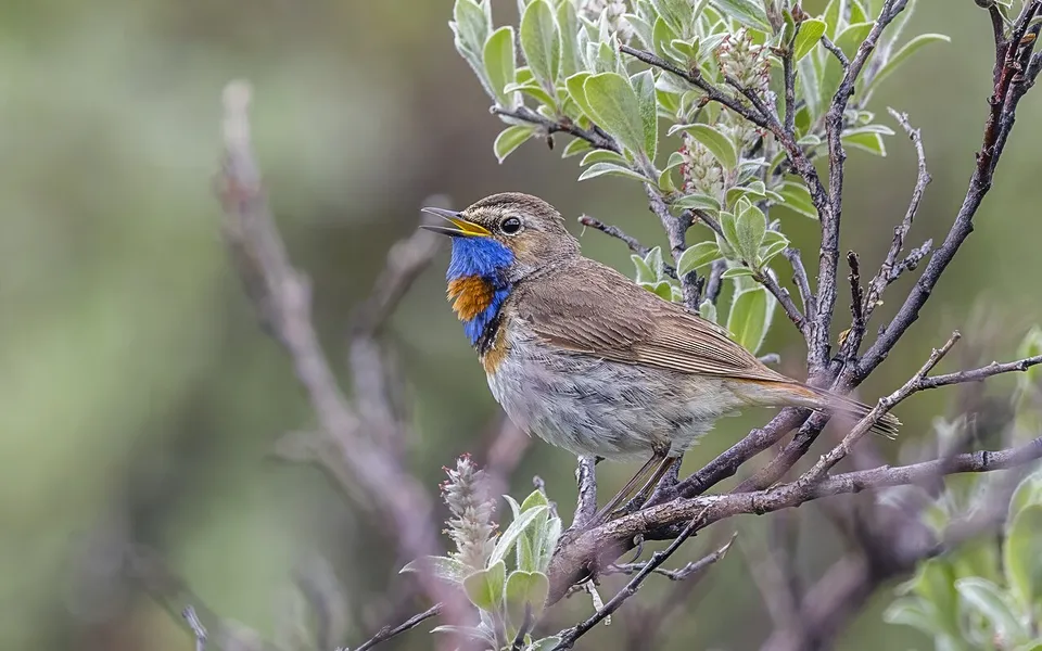 Bluethroat (Luscinia svecica) — photo 5 of 5