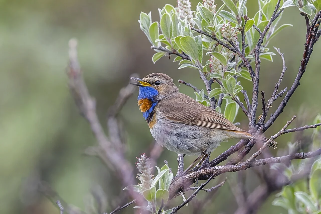 Bluethroat (Luscinia svecica) — photo 5 of 5