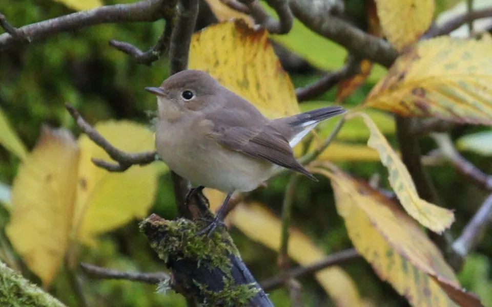Red-breasted Flycatcher (Ficedula parva) — photo 2 of 5