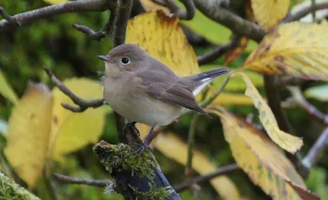 Red-breasted Flycatcher (Ficedula parva) — photo 2 of 5
