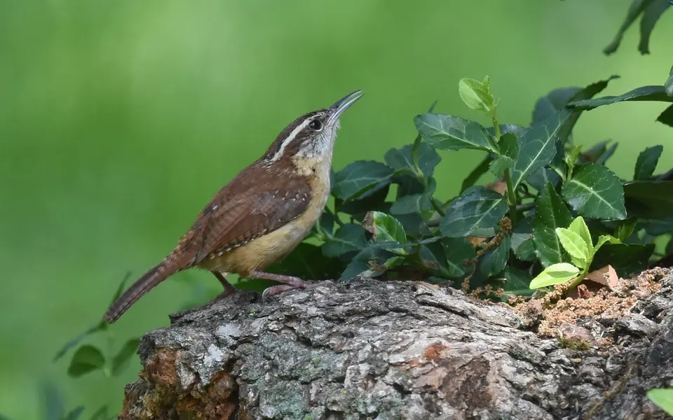 Eurasian Wren (Troglodytes troglodytes) — photo 3 of 3