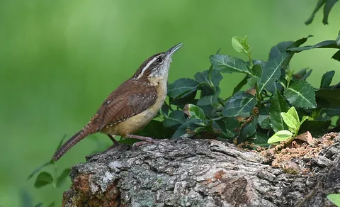 Eurasian Wren