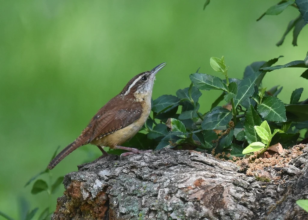 Eurasian Wren