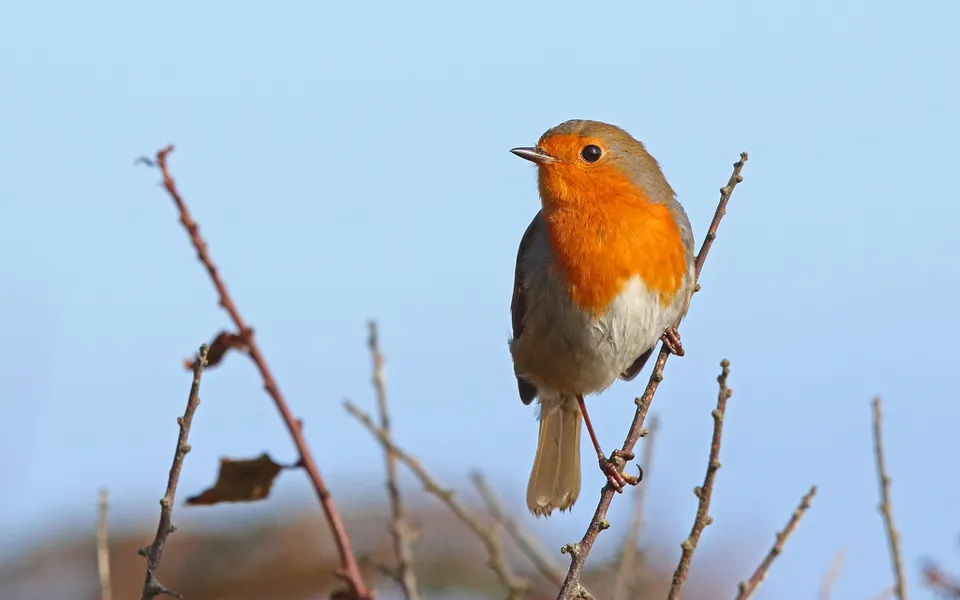 European Robin (Erithacus rubecula) — photo 5 of 5