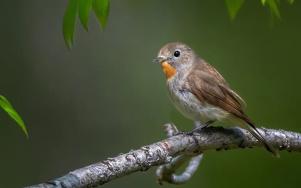 Red-breasted Flycatcher (Ficedula parva) — photo 4 of 5