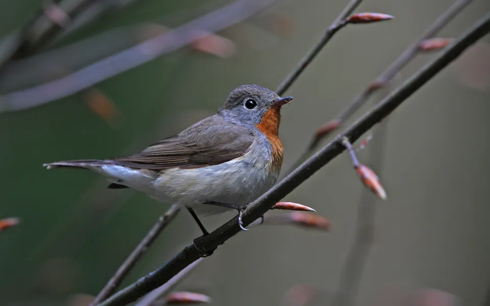 Red-breasted Flycatcher (Ficedula parva) — photo 3 of 5