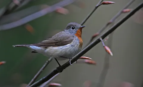 Red-breasted Flycatcher (Ficedula parva) — photo 3 of 5