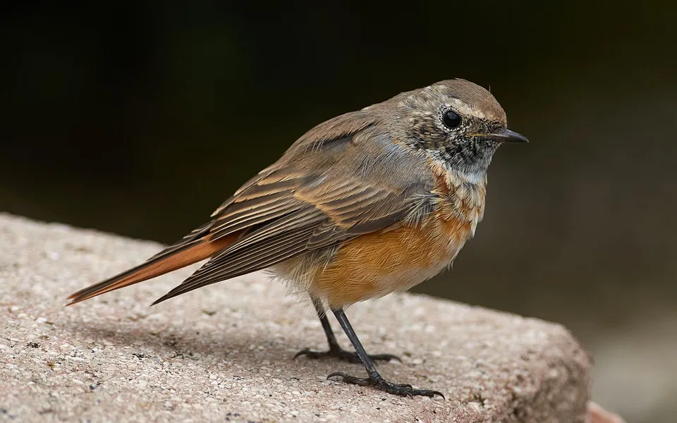 Common Redstart (Phoenicurus phoenicurus) — photo 5 of 5
