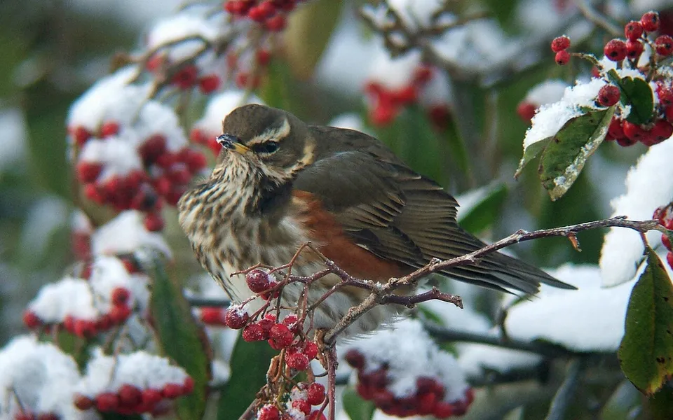 Redwing (Turdus iliacus) — photo 2 of 6