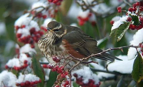 Redwing (Turdus iliacus) — photo 2 of 6