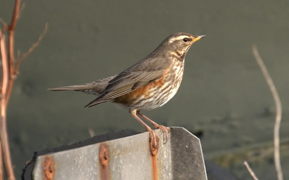 Redwing (Turdus iliacus) — photo 4 of 6